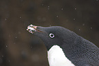 Adeliepinguin