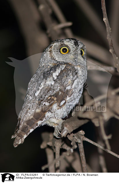 Afrika-Zwergohreule / African scops owl / FLPA-03261