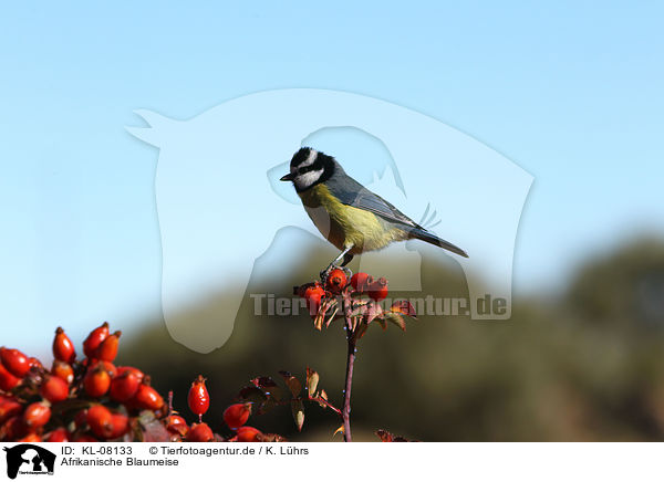 Afrikanische Blaumeise / african bluetit / KL-08133