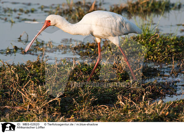 Afrikanischer Lffler / African spoonbill / MBS-02620