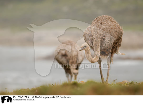 Afrikanische Strau / ostrich / DV-01779