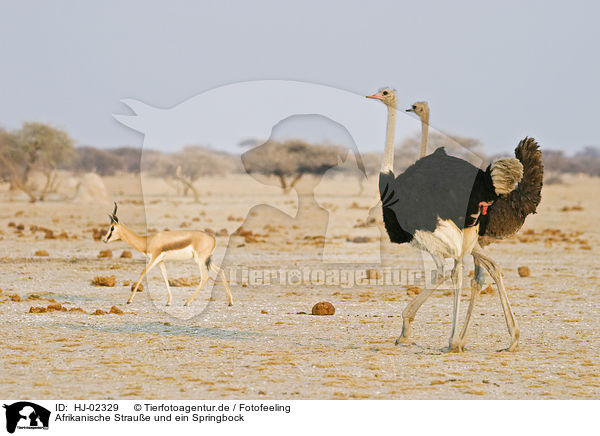 Afrikanische Straue und ein Springbock / Ostrichs and a springbok / HJ-02329