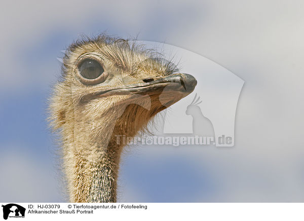 Afrikanischer Strau� Portrait / ostrich portrait / HJ-03079