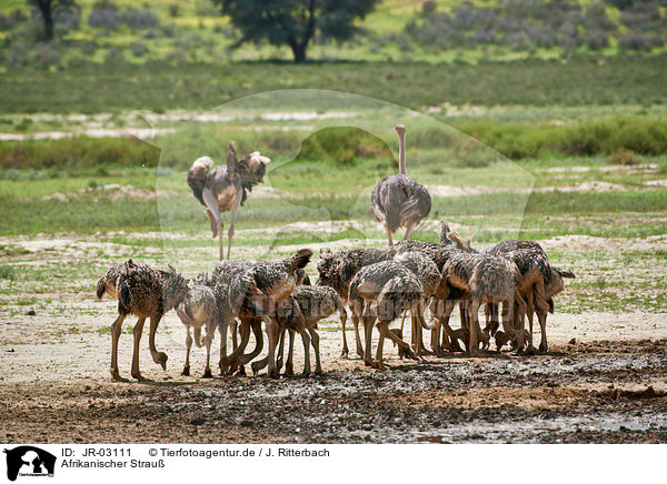 Afrikanischer Strau / ostrich / JR-03111