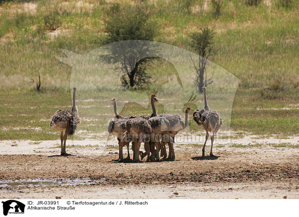 Afrikanische Straue / ostriches / JR-03991
