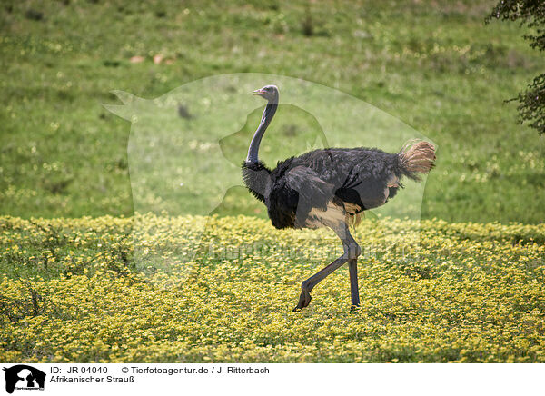 Afrikanischer Strau / ostrich / JR-04040