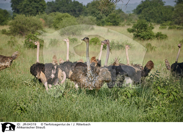 Afrikanischer Strau / Common Ostrich / JR-04319
