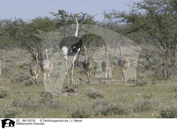 Afrikanische Straue / ostriches / JM-18335