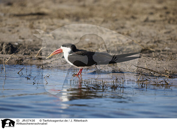 Afrikascherenschnabel / African skimmer / JR-07436