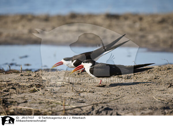 Afrikascherenschnabel / African skimmer / JR-07437