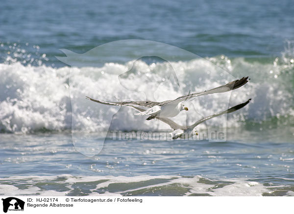 fliegende Albatrosse / HJ-02174