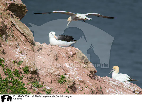 Albatros / Albatross / AM-04538