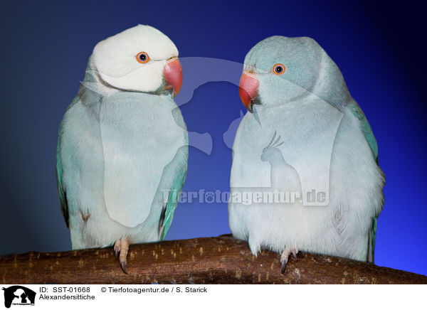 Alexandersittiche / Alexandrine Parakeets / SST-01668