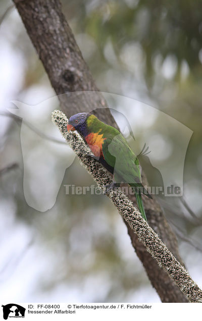 fressender Allfarblori / eating rainbow lorikeet / FF-08400