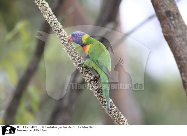 fressender Allfarblori / eating rainbow lorikeet / FF-08401