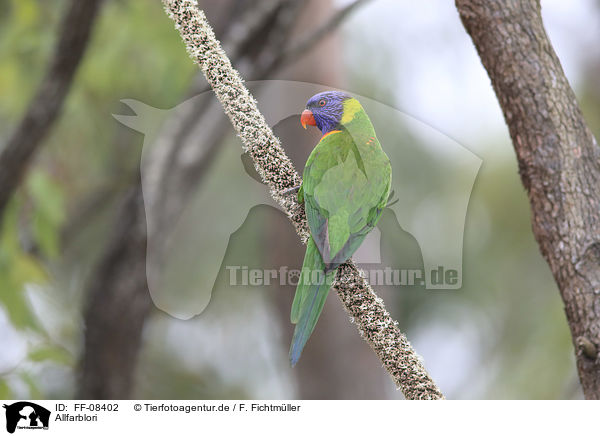 Allfarblori / rainbow lorikeet / FF-08402