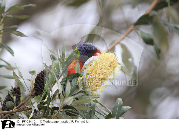 fressender Allfarblori / eating rainbow lorikeet / FF-08410