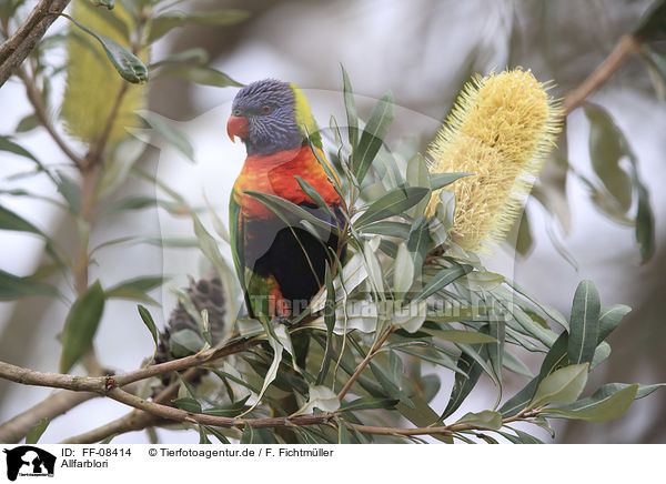 Allfarblori / rainbow lorikeet / FF-08414