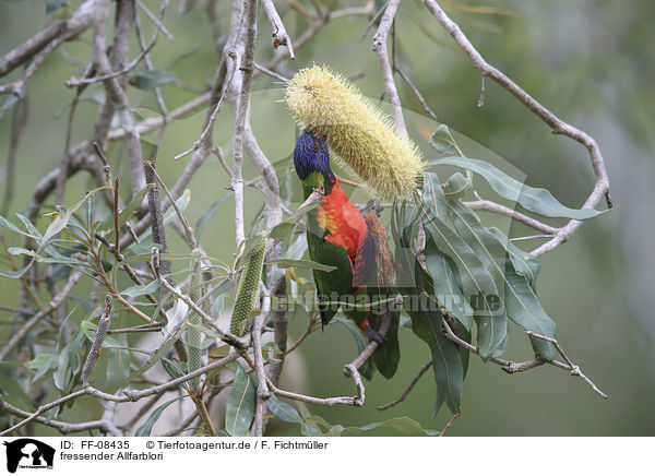 fressender Allfarblori / eating rainbow lorikeet / FF-08435