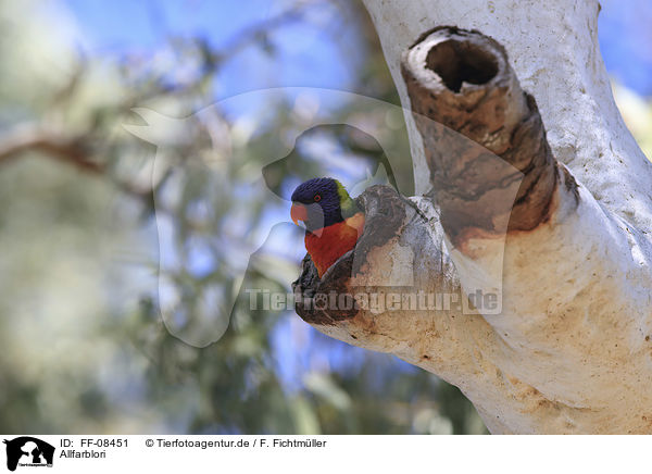 Allfarblori / rainbow lorikeet / FF-08451