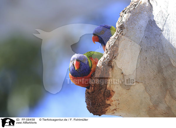 zwei Allfarbloris / two rainbow lorikeets / FF-08458