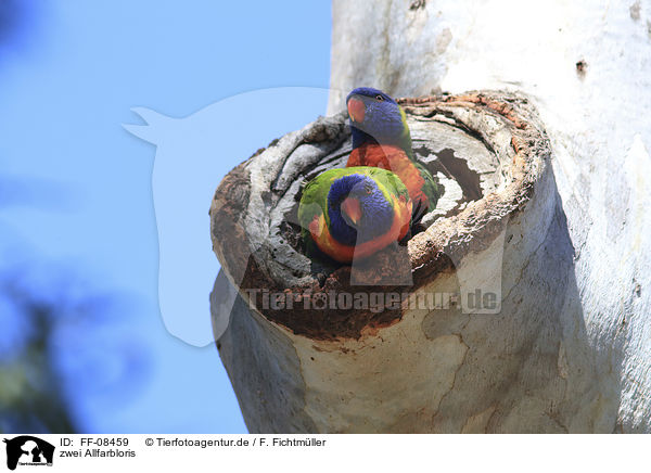 zwei Allfarbloris / two rainbow lorikeets / FF-08459