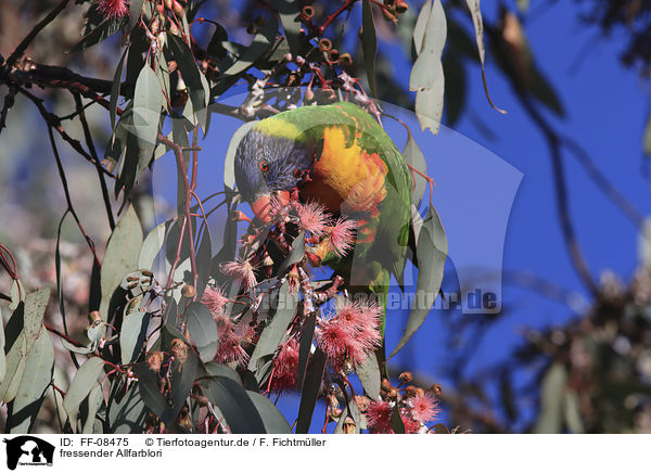 fressender Allfarblori / eating rainbow lorikeet / FF-08475