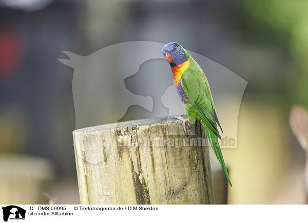 sitzender Allfarblori / sitting Rainbow lorikeet / DMS-09095