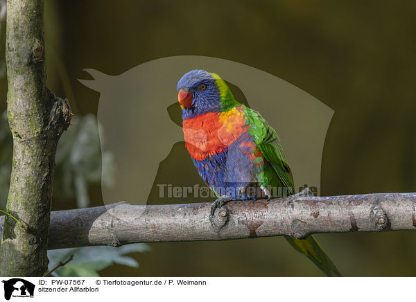 sitzender Allfarblori / sitting Rainbow lorikeet / PW-07567