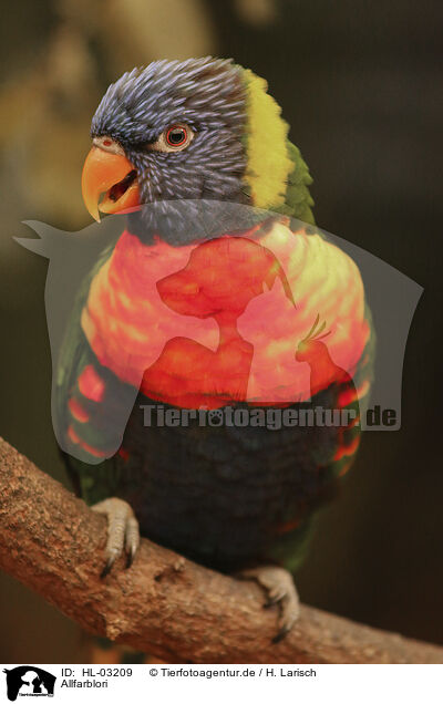 Allfarblori / Rainbow Lorikeet / HL-03209