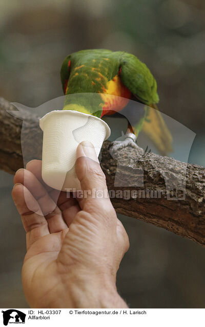 Allfarblori / Rainbow Lorikeet / HL-03307