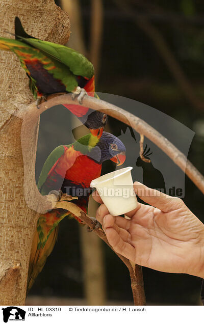 Allfarbloris / Rainbow Lorikeets / HL-03310