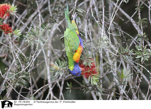 Regenbogenlori / rainbow lorikeet / FF-16304