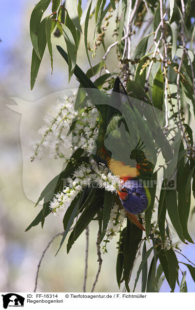 Regenbogenlori / rainbow lorikeet / FF-16314