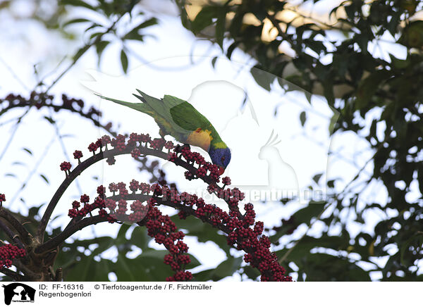 Regenbogenlori / rainbow lorikeet / FF-16316