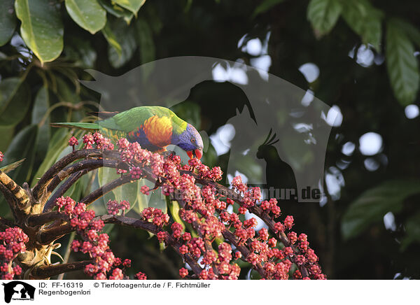 Regenbogenlori / rainbow lorikeet / FF-16319