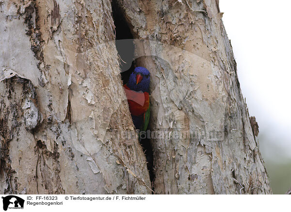 Regenbogenlori / rainbow lorikeet / FF-16323
