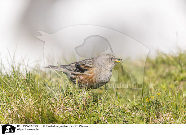 Alpenbraunelle / alpine accentor / PW-01899