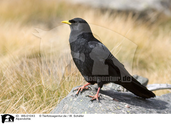 Alpendohle / yellow-billed chough / WS-01043