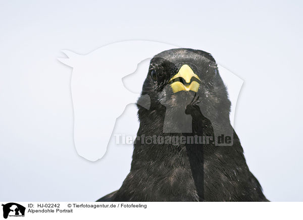 Alpendohle Portrait / HJ-02242