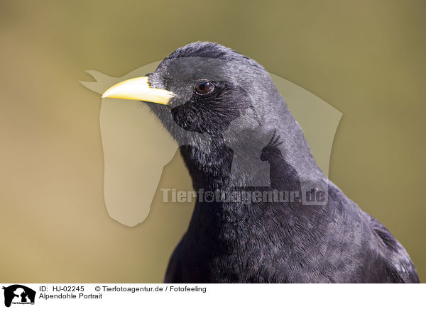 Alpendohle Portrait / Yellow-billed Chough Portrait / HJ-02245