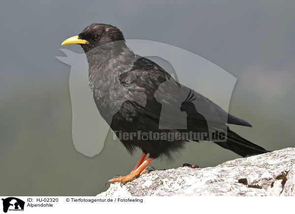 Alpendohle / Yellow-billed Chough / HJ-02320