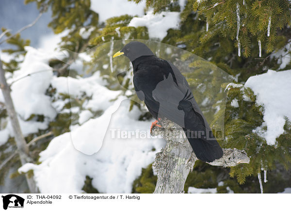 Alpendohle / alpine chough / THA-04092