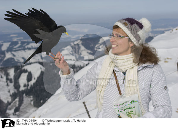 Mensch und Alpendohle / THA-04504