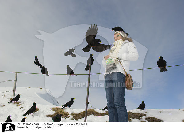 Mensch und Alpendohlen / human and alpine yellow-billed choughs / THA-04506