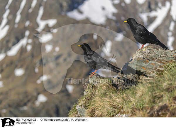 Alpendohlen / PW-02702
