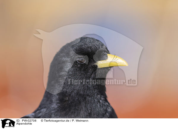 Alpendohle / Alpine chough / PW-02708