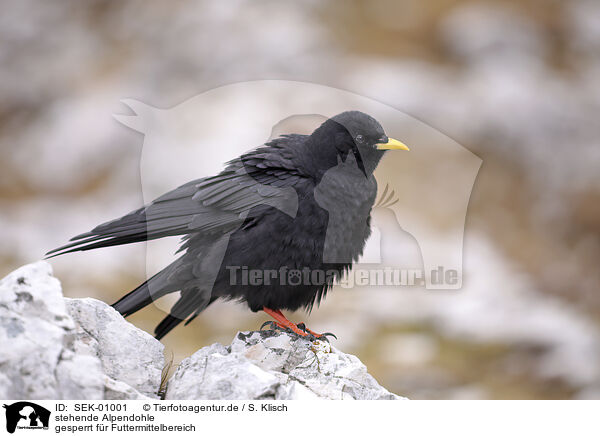 stehende Alpendohle / standing Alpine Chough / SEK-01001