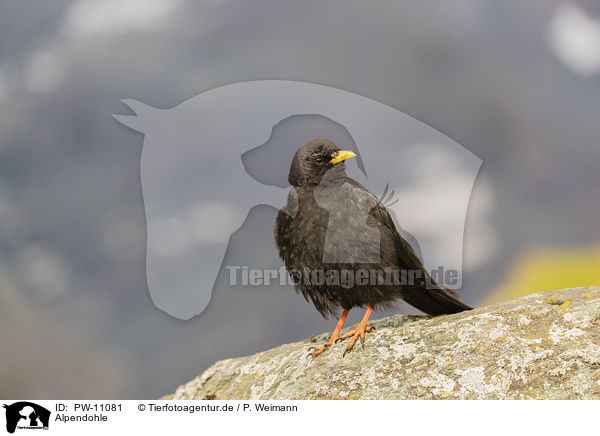 Alpendohle / Alpine chough / PW-11081