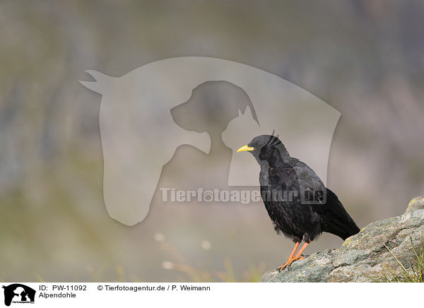 Alpendohle / Alpine chough / PW-11092